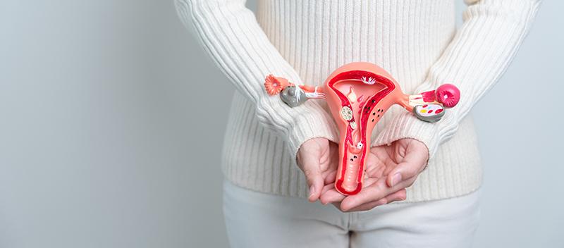 An anatomical model of a uterus with fibroids present
