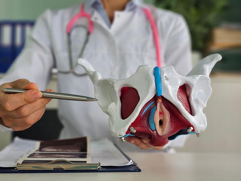 Female doctor demonstrates a pelvic anatomy model